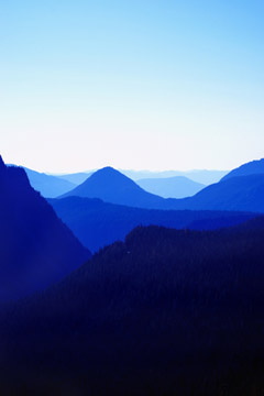 Blue Mountain Pine